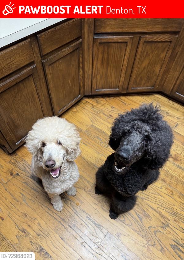 Lost Male Dog last seen Robinson/state school rd, Denton, TX 76210
