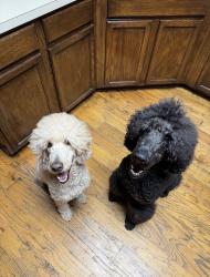 Lost Male Dog last seen Robinson/state school rd, Denton, TX 76210