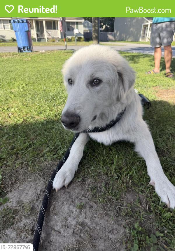 Reunited Male Dog last seen Lockard Ave, Chesapeake, VA 23320, USA, Chesapeake, VA 23320