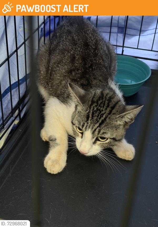 Found/Stray Unknown Cat last seen Rio Lempa Dr, Hacienda Heights, CA 91745