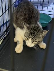Found/Stray Unknown Cat last seen Rio Lempa Dr, Hacienda Heights, CA 91745
