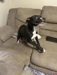 Reunited Female Dog last seen SW 3rd and S Dallas, Moore, OK 73160