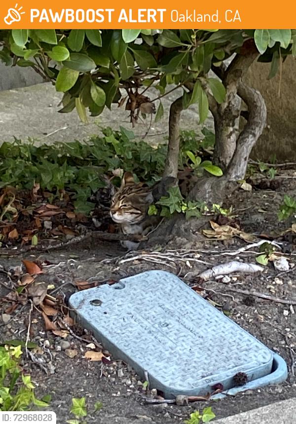 Found/Stray Unknown Cat last seen Perkins Street, Oakland, CA 94610