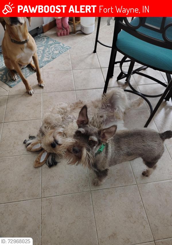 Lost Male Dog last seen Near fountainhead dr, Fort Wayne, IN 46835