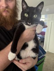 Found/Stray Male Cat last seen Behind Walgreens on West Main in Lebanon , Lebanon, TN 37087