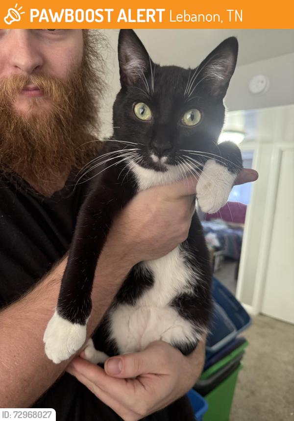 Found/Stray Male Cat last seen Behind Walgreens on West Main in Lebanon , Lebanon, TN 37087