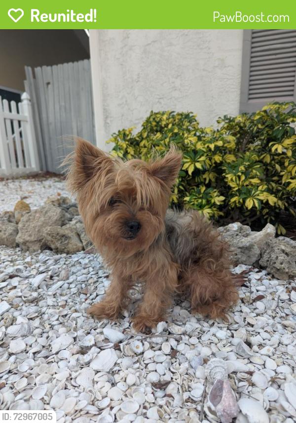 Reunited Unknown Dog last seen Blake hosp, Bradenton, FL 34209
