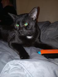 Lost Male Cat last seen Elizabeth and mich.ave, Wayne, MI 48184