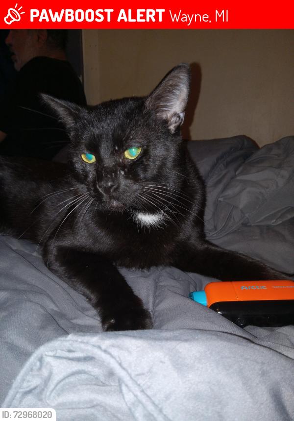Lost Male Cat last seen Elizabeth and mich.ave, Wayne, MI 48184