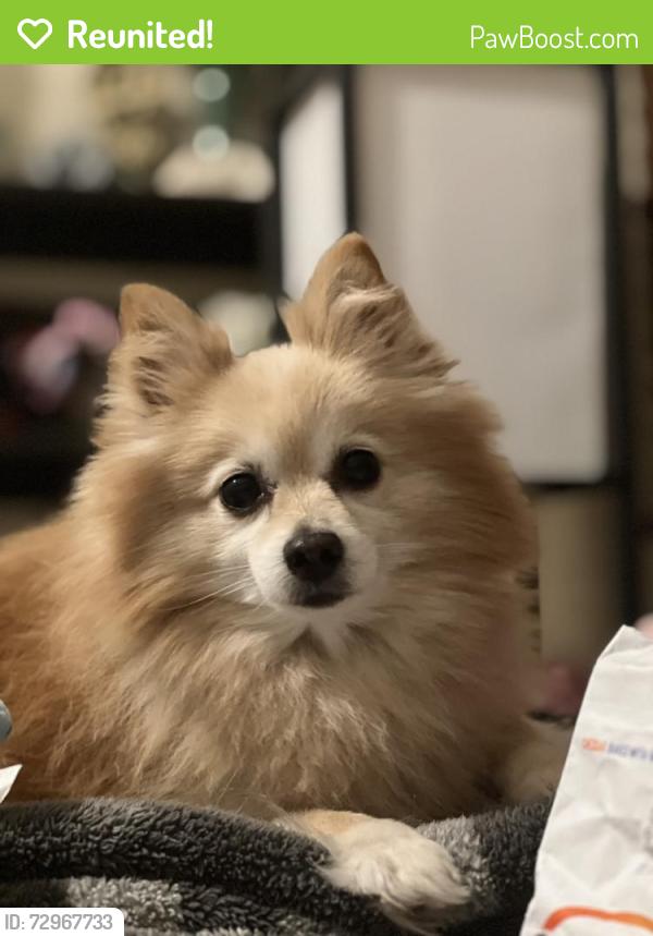 Reunited Male Dog last seen Heatherwood Neighborhood, McAllen Tx, McAllen, TX 78504