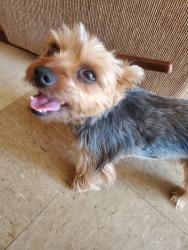 Lost Male Dog last seen New Cut Road and Edgewood Ave, Saxon, SC 29378