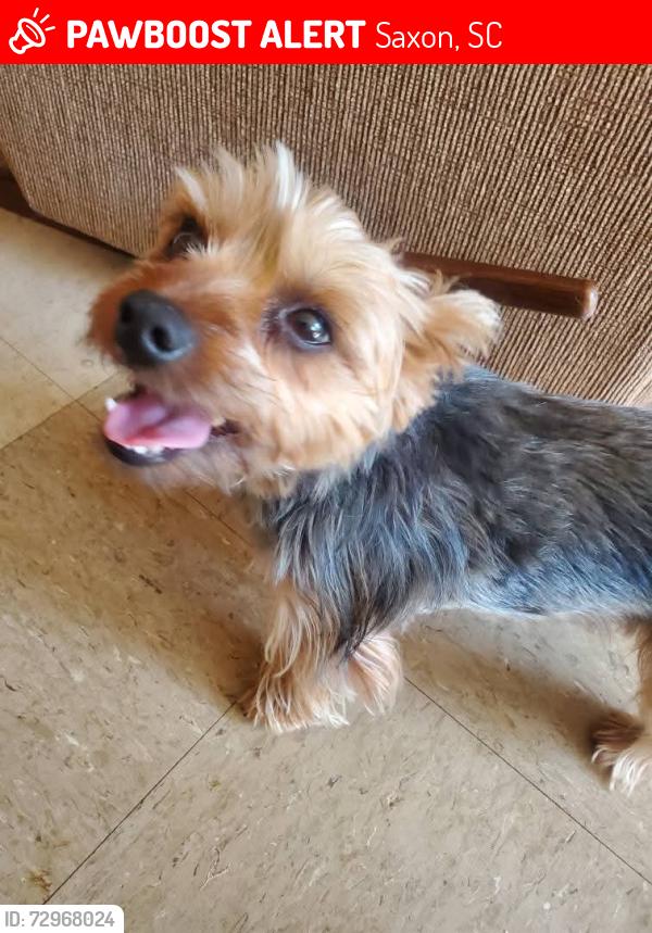Lost Male Dog last seen New Cut Road and Edgewood Ave, Saxon, SC 29378