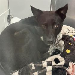 Shelter Stray Male Dog last seen 67TH AVE & BASELINE, Phoenix, AZ 85008
