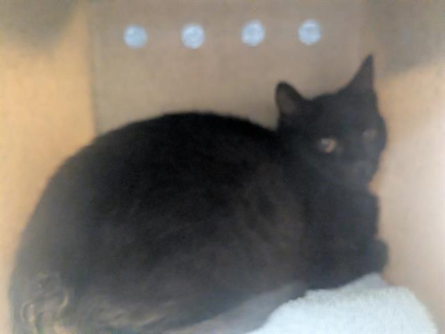 Shelter Stray Female Cat last seen Near BLOCK S 356TH ST, AUBURN WA 98001, Kent, WA 98032