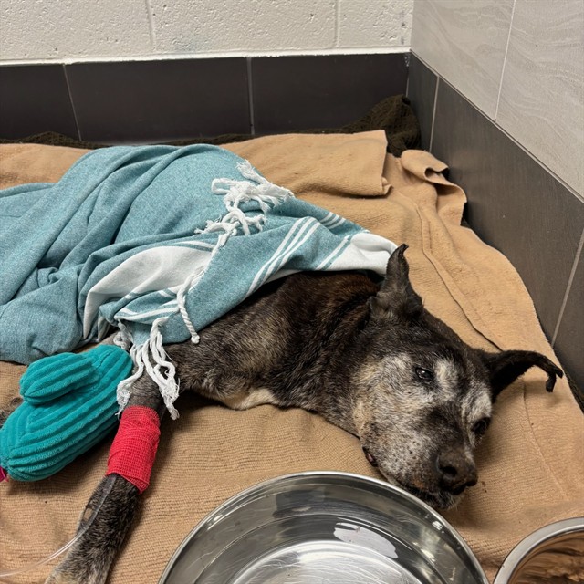 Shelter Stray Male Dog last seen , Phoenix, AZ 85008