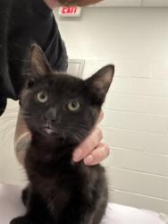 Shelter Stray Male Cat last seen Near , 2600 S Harding St, Indianapolis, IN 46221, USA