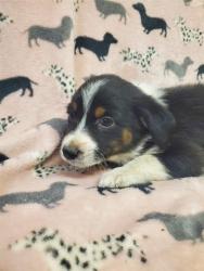 Shelter Stray Male Dog last seen , Castaic, CA 91384