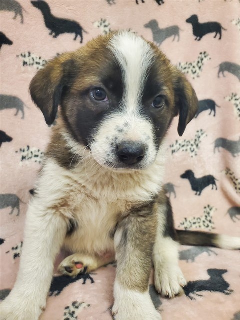 Shelter Stray Male Dog last seen , Castaic, CA 91384
