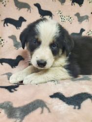 Shelter Stray Male Dog last seen , Castaic, CA 91384