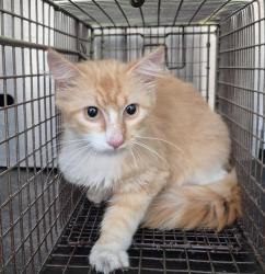 Shelter Stray Female Cat last seen CANVAS BACK, San Antonio, TX 78227