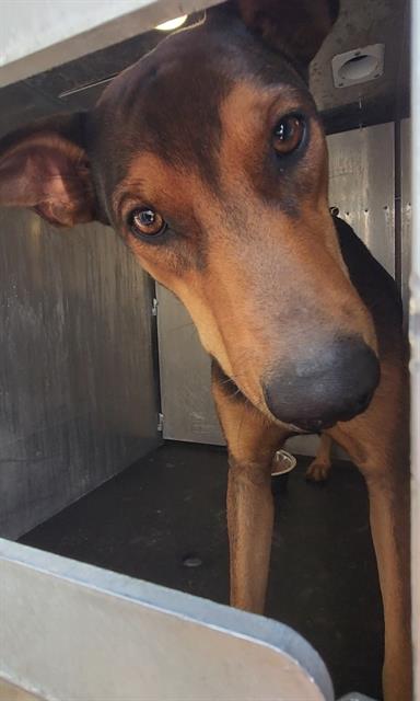 Shelter Stray Male Dog last seen Near PENNYSTONE, San Antonio, TX 78227