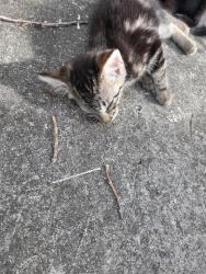 Shelter Stray Female Cat last seen Near BLOCK GREENHILL PASS, San Antonio, TX 78227