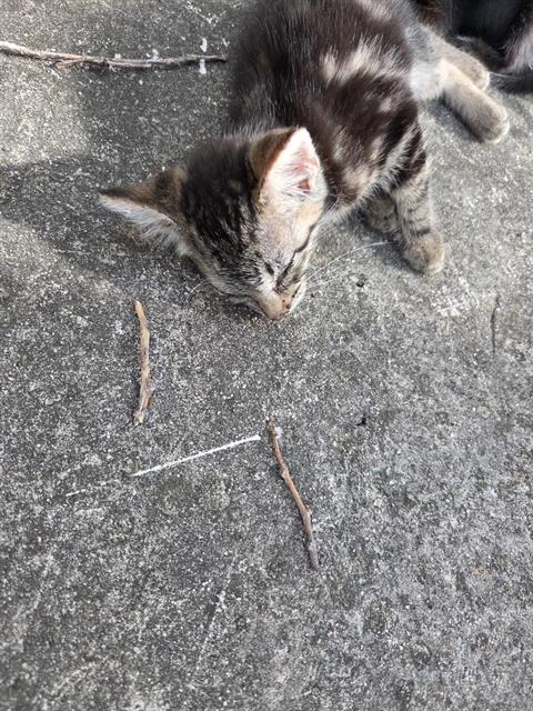 Shelter Stray Female Cat last seen Near BLOCK GREENHILL PASS, San Antonio, TX 78227