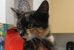 Shelter Stray Female Cat last seen , Los Angeles, CA 90047