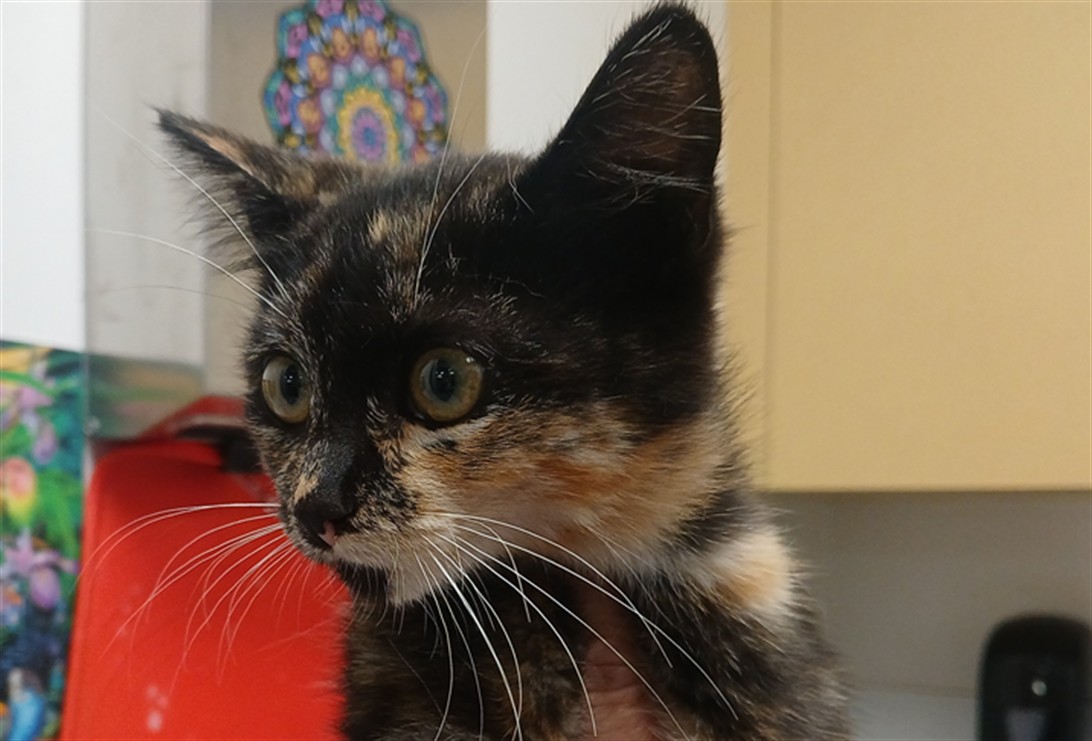 Shelter Stray Female Cat last seen , Los Angeles, CA 90047