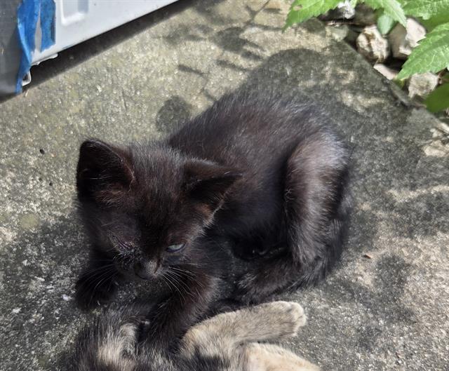 Shelter Stray Female Cat last seen Near BLOCK GREENHILL PASS, San Antonio, TX 78227