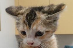 Shelter Stray Female Cat last seen , Los Angeles, CA 90047