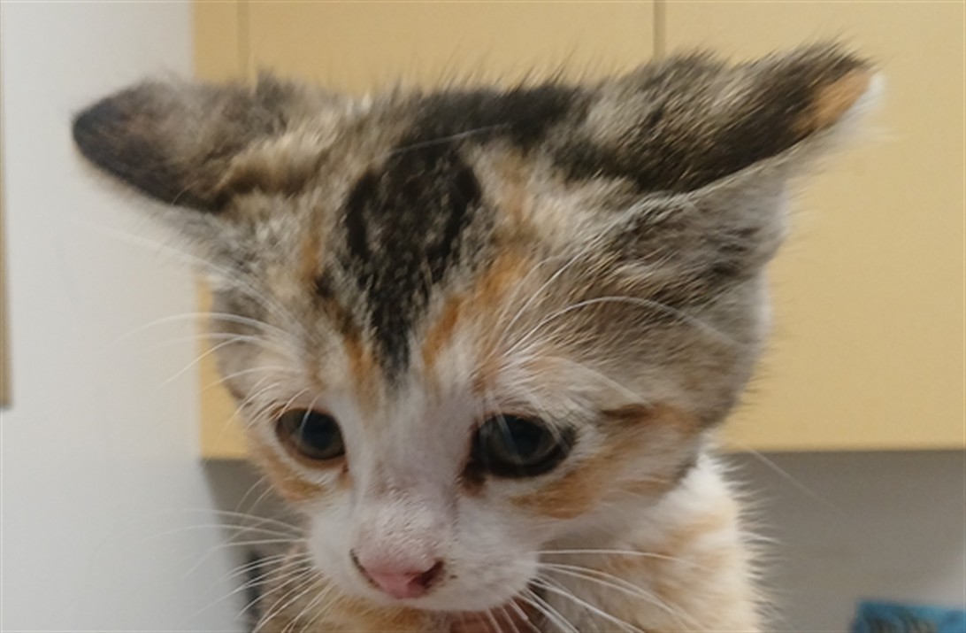 Shelter Stray Female Cat last seen , Los Angeles, CA 90047