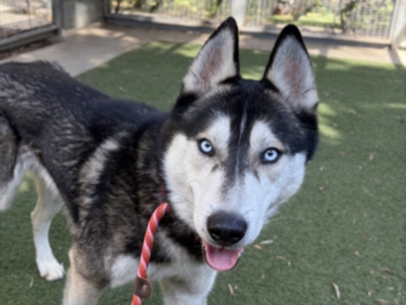 Shelter Stray Male Dog last seen , 957 N Gaffey St, San Pedro, CA 90731, USA