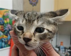 Shelter Stray Male Cat last seen , Los Angeles, CA 90047