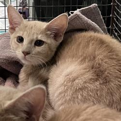 Shelter Stray Female Cat last seen , Los Angeles, CA 90047