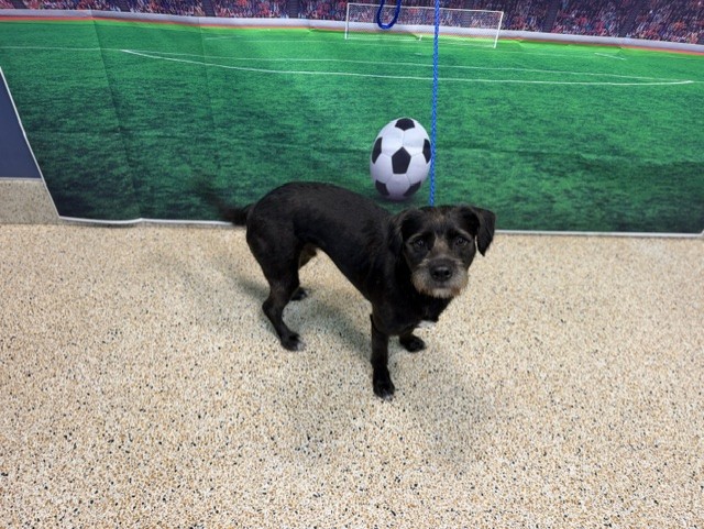 Shelter Stray Male Dog last seen SW 74 AVE 27 ST, Doral, FL 33122