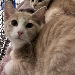 Shelter Stray Female Cat last seen , Los Angeles, CA 90047