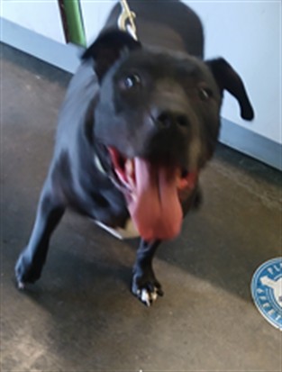 Shelter Stray Male Dog last seen , Los Angeles, CA 90047