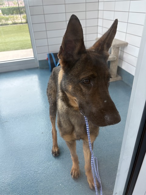 Shelter Stray Male Dog last seen IMPERIAL SHORES, Pearland, TX 77581