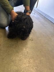 Shelter Stray Male Dog last seen , Los Angeles, CA 90047