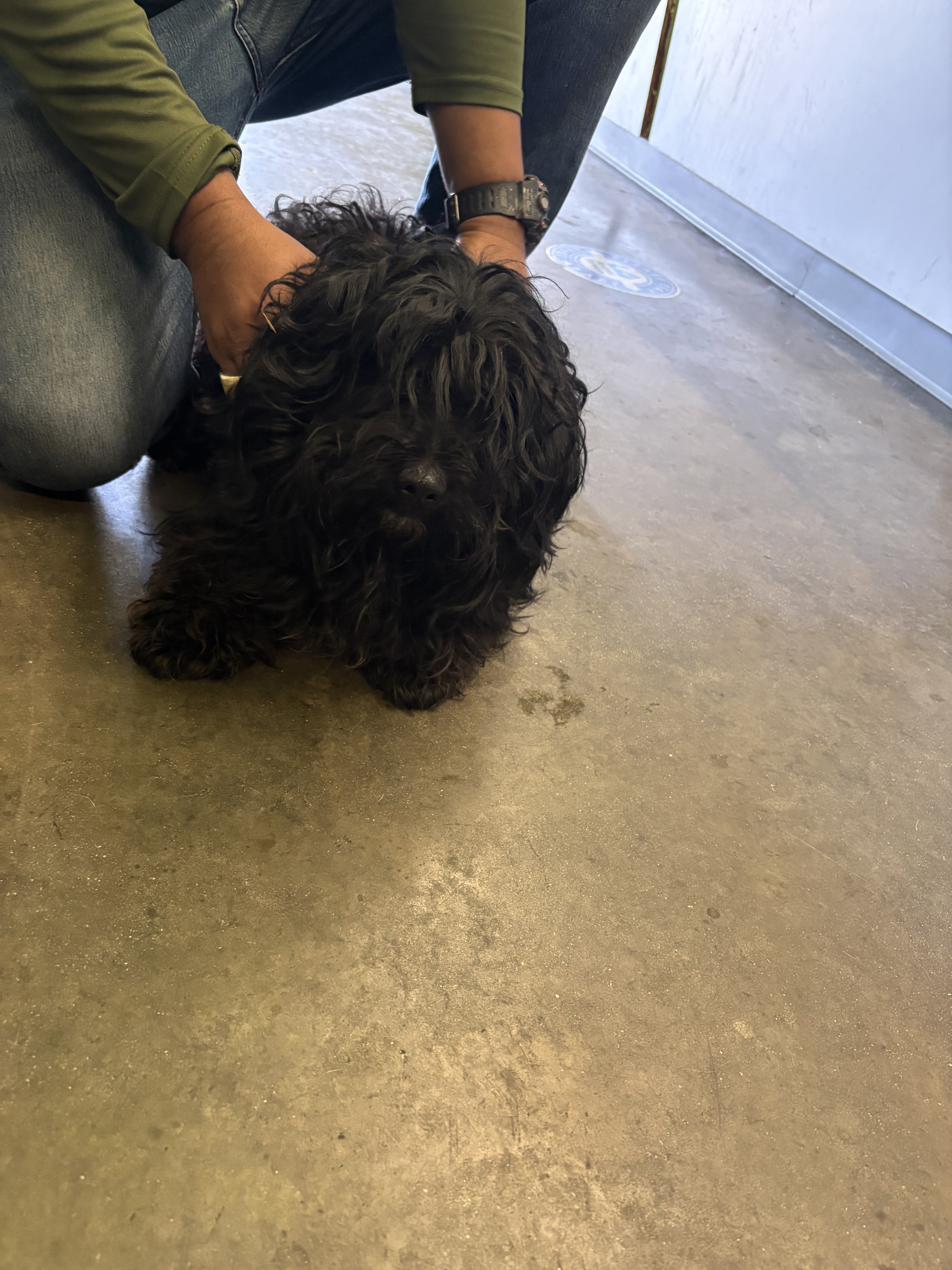 Shelter Stray Male Dog last seen , Los Angeles, CA 90047