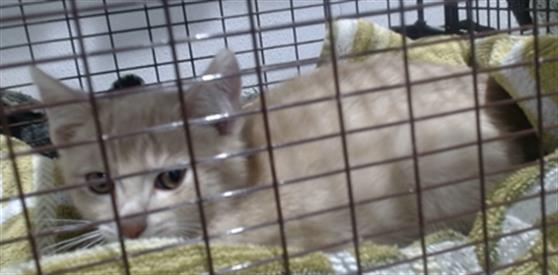 Shelter Stray Male Cat last seen XSOME WHERE IN THE AREA PER RP, San Francisco, CA 94103