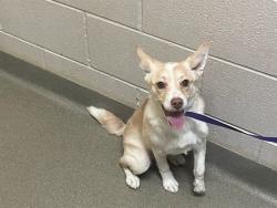 Shelter Stray Female Dog last seen Near BLOCK IRONWOOD PL, COLORADO SPRINGS CO 80910, Colorado Springs, CO 80905