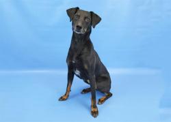 Shelter Stray Female Dog last seen Near BLOCK TWAIN CT, COLORADO SPRINGS, CO 80916, Colorado Springs, CO 80905