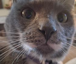 Lost Female Cat last seen Timber ridge, Fort Collins, CO 80526