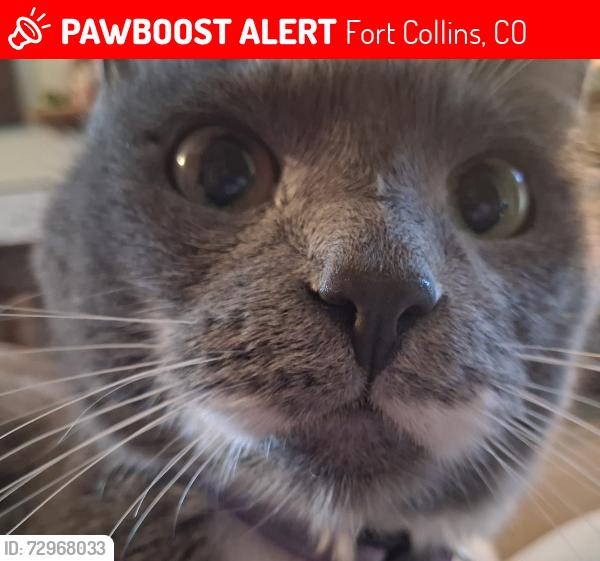 Lost Female Cat last seen Timber ridge, Fort Collins, CO 80526