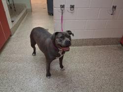 Shelter Stray Female Dog last seen N CASCADE AVE, COLORADO SPRINGS CO 80907, Colorado Springs, CO 80905