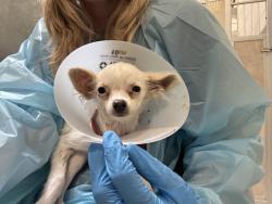 Shelter Stray Female Dog last seen Near BLOCK N ELIZABETH ST, PUEBLO CO 81003, Pueblo, CO 81008