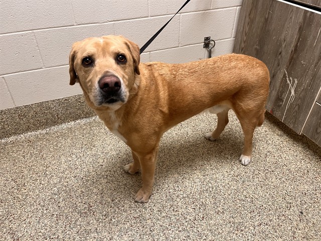 Shelter Stray Male Dog last seen Near BLOCK HOLBEIN DR, COLORADO SPRINGS, CO 80921, Colorado Springs, CO 80905
