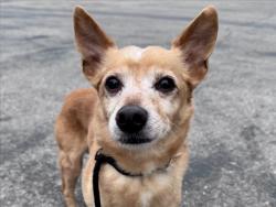 Shelter Stray Male Dog last seen , Los Angeles, CA 90025